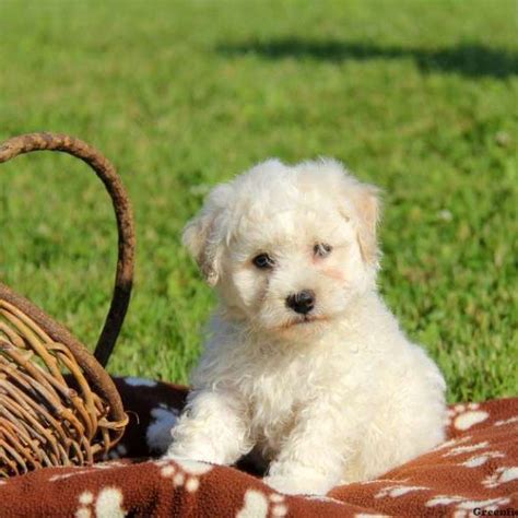 All Dogs Dogs for <strong>Sale</strong> Dogs for Rehome. . Bichon frise for sale in wisconsin